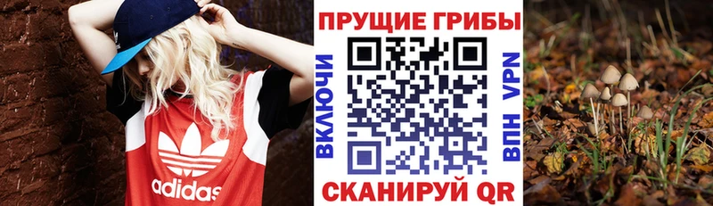 купить   Майкоп  блэк спрут ONION  Псилоцибиновые грибы Cubensis 